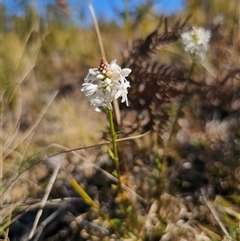 Stackhousia monogyna (Creamy Candles) at East Lynne, NSW - 15 Sep 2025 by Csteele4