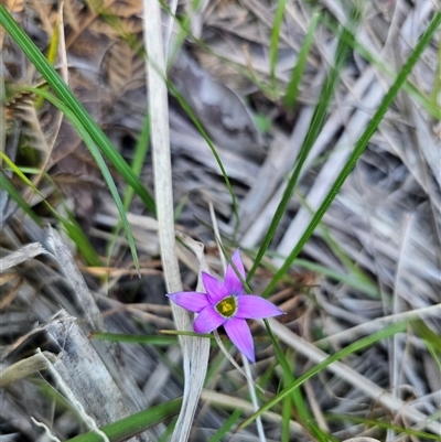 Romulea rosea (Onion Grass) at East Lynne, NSW - 15 Sep 2025 by Csteele4