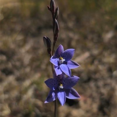 Thelymitra ixioides (Dotted Sun Orchid) at East Lynne, NSW - 15 Sep 2025 by Csteele4