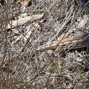 Amphibolurus muricatus (Jacky Lizard) at Watson, ACT - 15 Sep 2025 by HappyWanderer