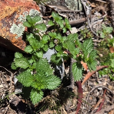 Urtica urens (Small Nettle) at Watson, ACT - 15 Sep 2025 by HappyWanderer