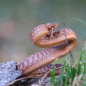 Boiga irregularis (Brown Tree Snake) at Cedar Creek, QLD - 16 Sep 2018 by DAdeGroot