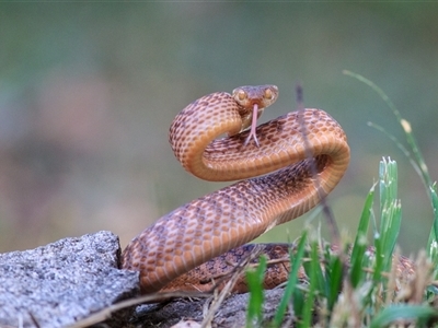 Boiga irregularis (Brown Tree Snake) at Cedar Creek, QLD - 16 Sep 2018 by DAdeGroot