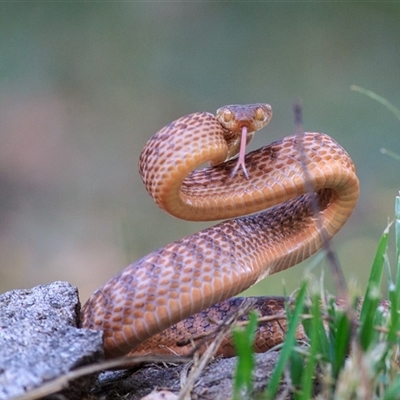Boiga irregularis (Brown Tree Snake) at Cedar Creek, QLD - 16 Sep 2018 by DAdeGroot