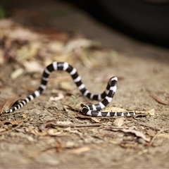 Vermicella annulata (Common Bandy-Bandy) at Cedar Creek, QLD - 22 Dec 2019 by DAdeGroot