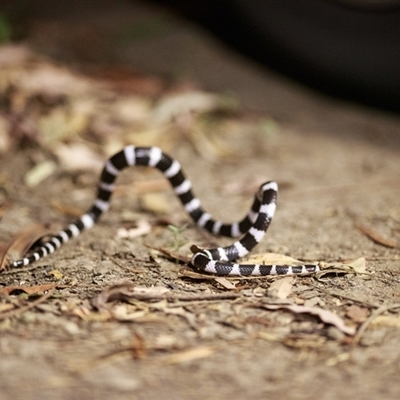 Vermicella annulata (Common Bandy-Bandy) at Cedar Creek, QLD - 22 Dec 2019 by DAdeGroot