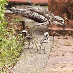 Burhinus grallarius (Bush Stone-curlew) at Saint Lucia, QLD - 4 Mar 2020 by DAdeGroot