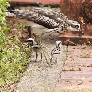 Burhinus grallarius (Bush Stone-curlew) at Saint Lucia, QLD - 4 Mar 2020 by DAdeGroot