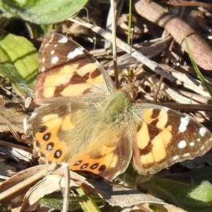 Vanessa kershawi (Australian Painted Lady) at Kambah, ACT - 12 Sep 2025 by HelenCross