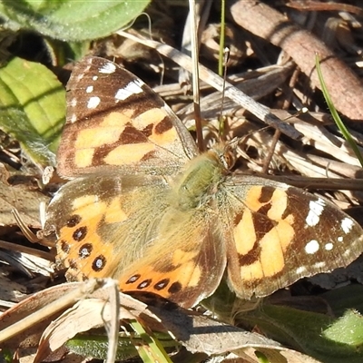 Vanessa kershawi (Australian Painted Lady) at Kambah, ACT - 12 Sep 2025 by HelenCross