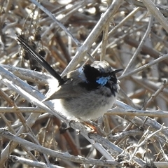 Malurus cyaneus (Superb Fairywren) at Kambah, ACT - 12 Sep 2025 by HelenCross