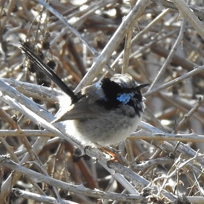 Malurus cyaneus (Superb Fairywren) at Kambah, ACT - 12 Sep 2025 by HelenCross
