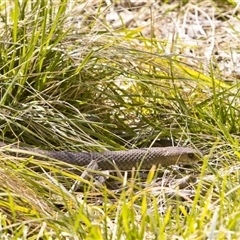 Pseudonaja textilis (Eastern Brown Snake) at Fyshwick, ACT - 15 Sep 2025 by PeteRav