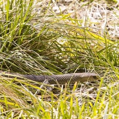 Pseudonaja textilis (Eastern Brown Snake) at Fyshwick, ACT - 15 Sep 2025 by PeteRav