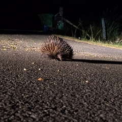 Tachyglossus aculeatus (Short-beaked Echidna) at Cedar Creek, QLD - 27 Apr 2020 by DAdeGroot