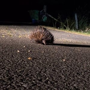 Tachyglossus aculeatus (Short-beaked Echidna) at Cedar Creek, QLD - 27 Apr 2020 by DAdeGroot