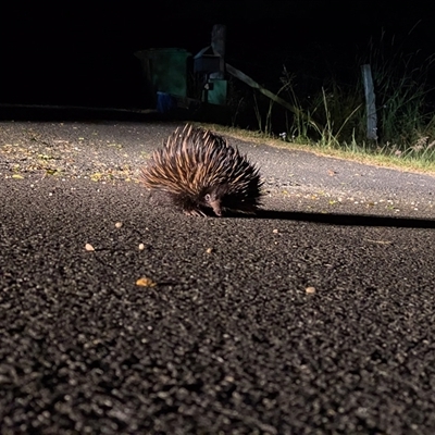 Tachyglossus aculeatus (Short-beaked Echidna) at Cedar Creek, QLD - 27 Apr 2020 by DAdeGroot