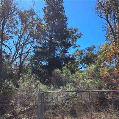 Pinus radiata (Monterey or Radiata Pine) at Watson, ACT - 15 Sep 2025 by abread111