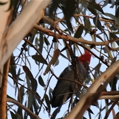 Callocephalon fimbriatum (Gang-gang Cockatoo) at Fisher, ACT - 12 Sep 2025 by HelenCross