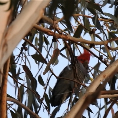 Callocephalon fimbriatum (Gang-gang Cockatoo) at Fisher, ACT - 12 Sep 2025 by HelenCross