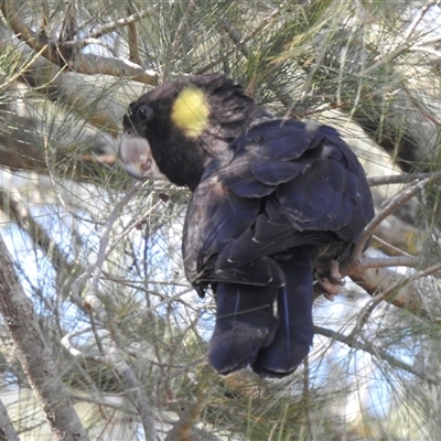 Zanda funerea (Yellow-tailed Black-Cockatoo) at Kambah, ACT - 13 Sep 2025 by HelenCross