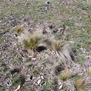 Nassella trichotoma (Serrated Tussock) at Watson, ACT - 15 Sep 2025 by abread111