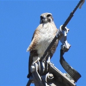 Falco berigora (Brown Falcon) at Kambah, ACT - 13 Sep 2025 by HelenCross
