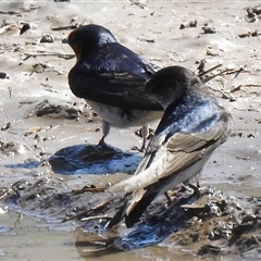 Hirundo neoxena (Welcome Swallow) at Kambah, ACT - 14 Sep 2025 by HelenCross