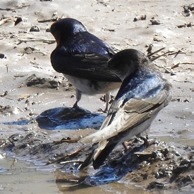 Hirundo neoxena (Welcome Swallow) at Kambah, ACT - 14 Sep 2025 by HelenCross