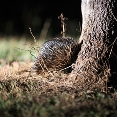 Tachyglossus aculeatus (Short-beaked Echidna) at Cedar Creek, QLD - 6 Jun 2020 by DAdeGroot