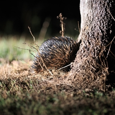 Tachyglossus aculeatus (Short-beaked Echidna) at Cedar Creek, QLD - 6 Jun 2020 by DAdeGroot