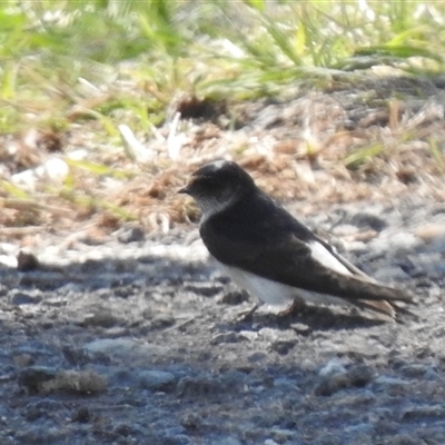 Petrochelidon nigricans (Tree Martin) at Kambah, ACT - 14 Sep 2025 by HelenCross