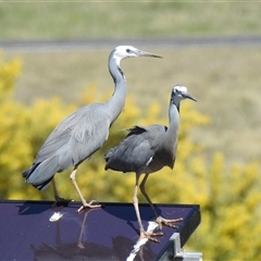 Egretta novaehollandiae (White-faced Heron) at Kambah, ACT - 15 Sep 2025 by HelenCross