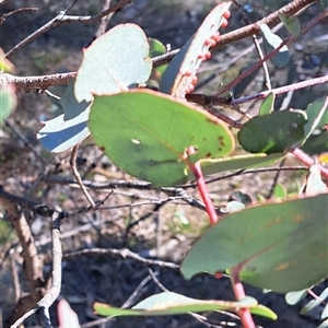 Eucalyptus bridgesiana (Apple Box) at Watson, ACT - 15 Sep 2025 by abread111