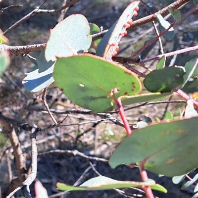 Eucalyptus bridgesiana (Apple Box) at Watson, ACT - 15 Sep 2025 by abread111