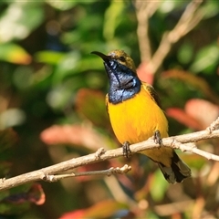 Cinnyris frenatus (Sahul Sunbird) at Ilbilbie, QLD - 26 Sep 2021 by DAdeGroot