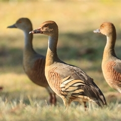 Dendrocygna eytoni (Plumed Whistling-Duck) at Grasstree Beach, QLD - 26 Sep 2021 by DAdeGroot