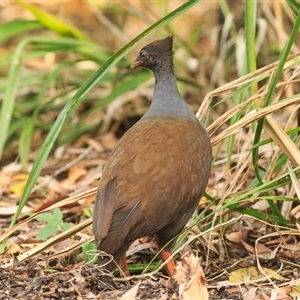 Megapodius reinwardt (Orange-footed Scrubfowl) at Edge Hill, QLD - 28 Sep 2021 by DAdeGroot