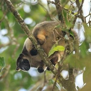 Dendrolagus lumholtzi (Lumholtz's Tree-Kangaroo) at Malanda, QLD - 29 Sep 2021 by DAdeGroot