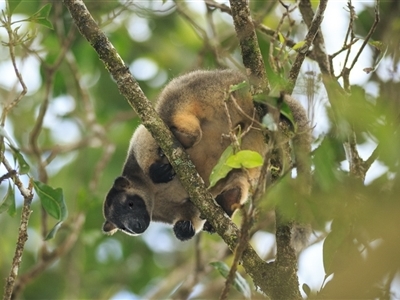 Dendrolagus lumholtzi (Lumholtz's Tree-Kangaroo) at Malanda, QLD - 29 Sep 2021 by DAdeGroot