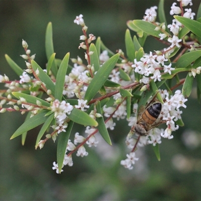 Leucopogon affinis (Lance Beard-heath) at Currowan, NSW - 25 Aug 2024 by UserCqoIFqhZ