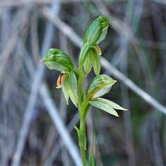 Bunochilus umbrinus (ACT) = Pterostylis umbrina (NSW) (Broad-sepaled Leafy Greenhood) by David