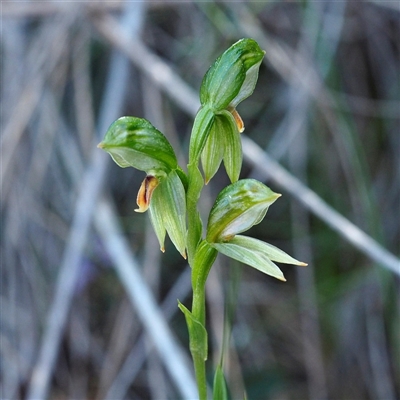 Bunochilus umbrinus (ACT) = Pterostylis umbrina (NSW) (Broad-sepaled Leafy Greenhood) at  - suppressed by David