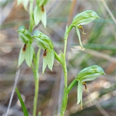 Bunochilus umbrinus (ACT) = Pterostylis umbrina (NSW) (Broad-sepaled Leafy Greenhood) by David