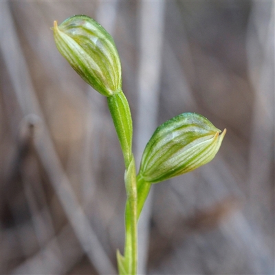 Bunochilus umbrinus (ACT) = Pterostylis umbrina (NSW) (Broad-sepaled Leafy Greenhood) at  - suppressed by David