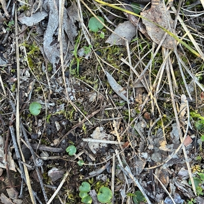 Corysanthes incurva (Slaty Helmet Orchid) at  - suppressed by CathB