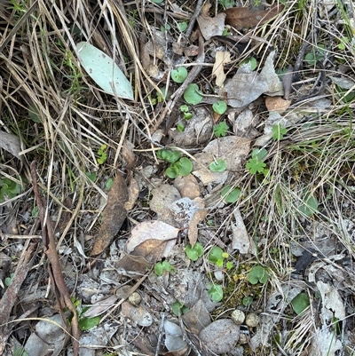 Corysanthes incurva (Slaty Helmet Orchid) at  - suppressed by CathB