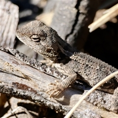 Amphibolurus muricatus (Jacky Lizard) at Guerilla Bay, NSW - 13 Sep 2025 by LisaH