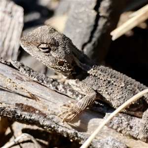 Amphibolurus muricatus (Jacky Lizard) at Guerilla Bay, NSW - 13 Sep 2025 by LisaH