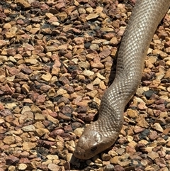 Pseudonaja sp. (Brown Snake) at Wills, QLD - 23 Aug 2025 by HelenCross